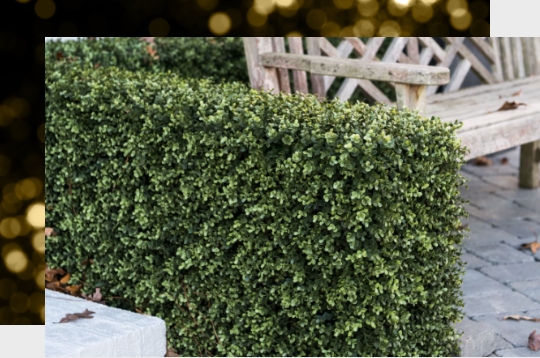 A hedge by a bench.