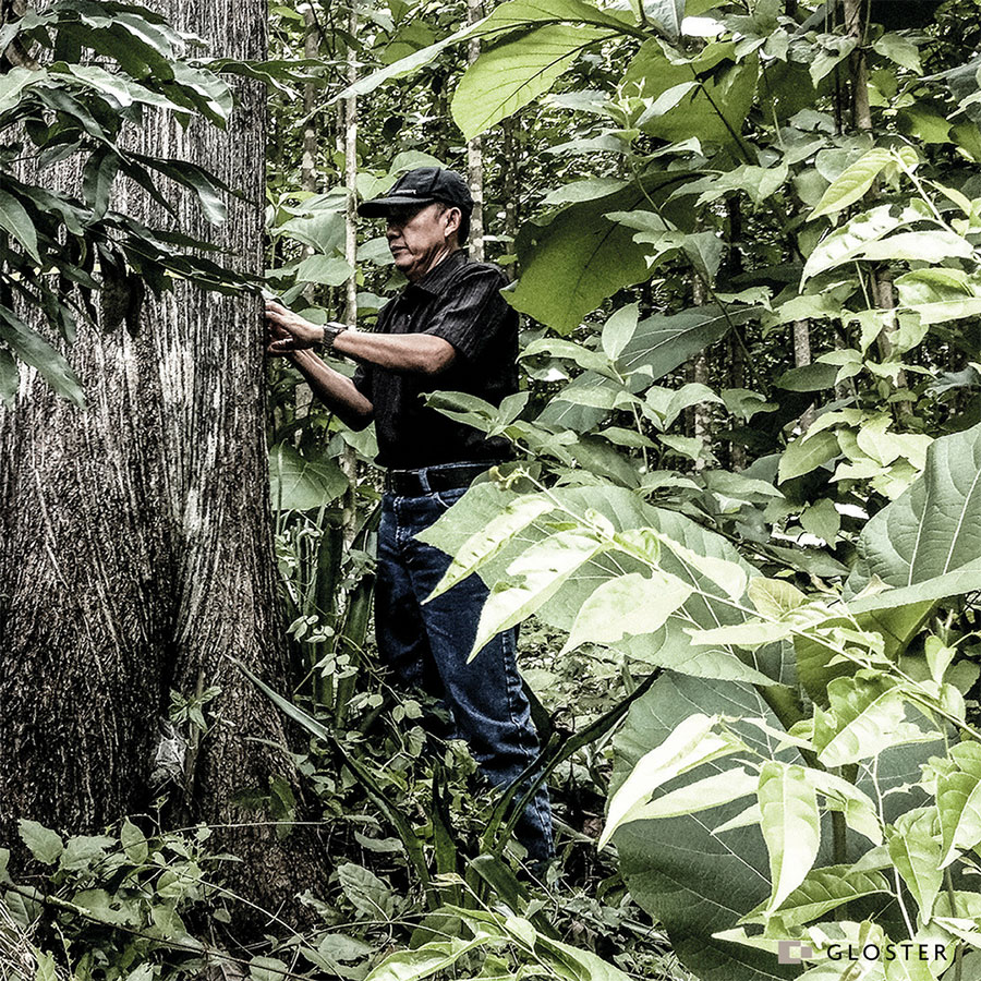 A Guy Harvesting Teak